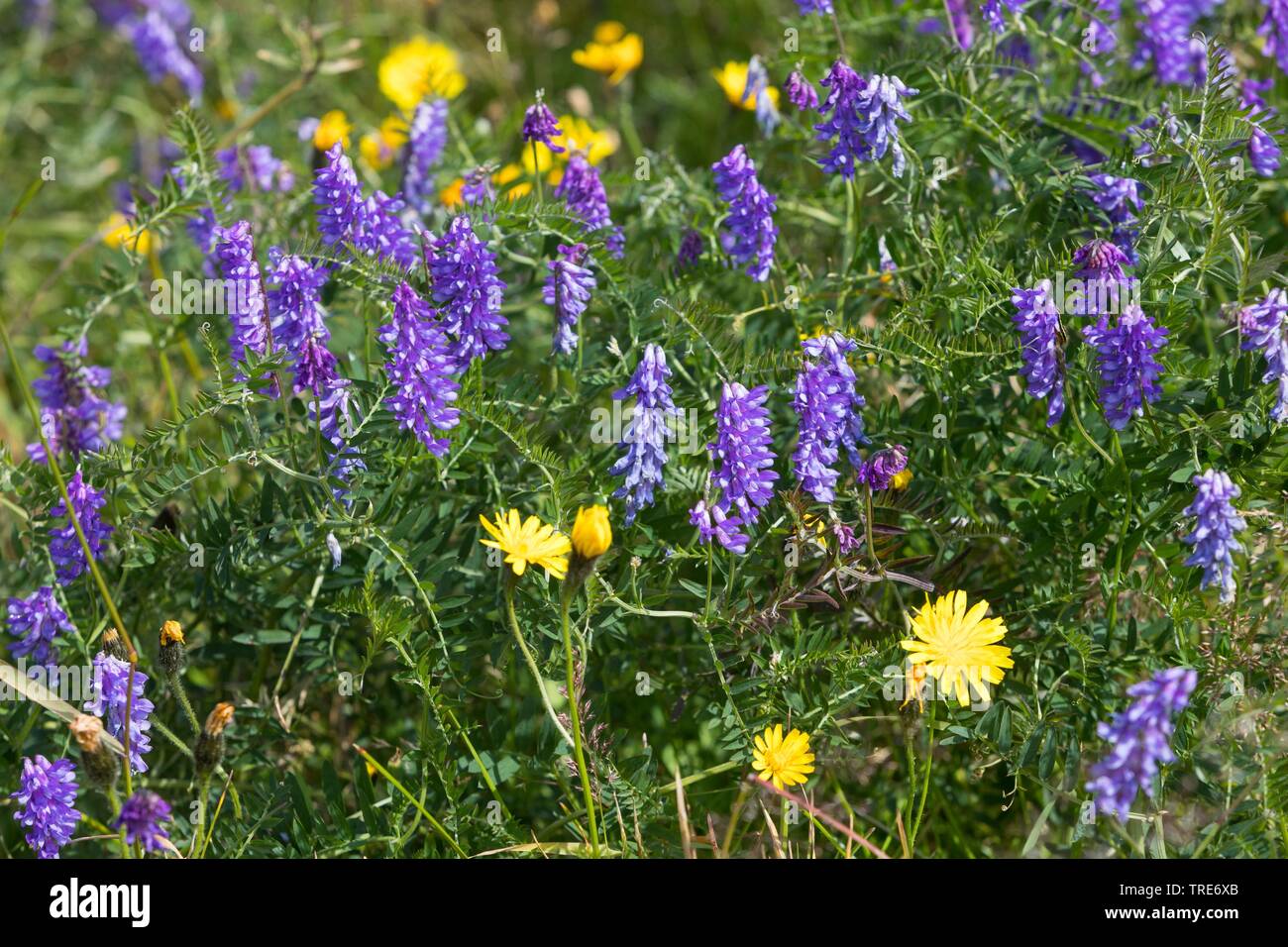 bird vetch, tinegrass, tufted vetch (Vicia cracca), blooming, Iceland Stock Photo
