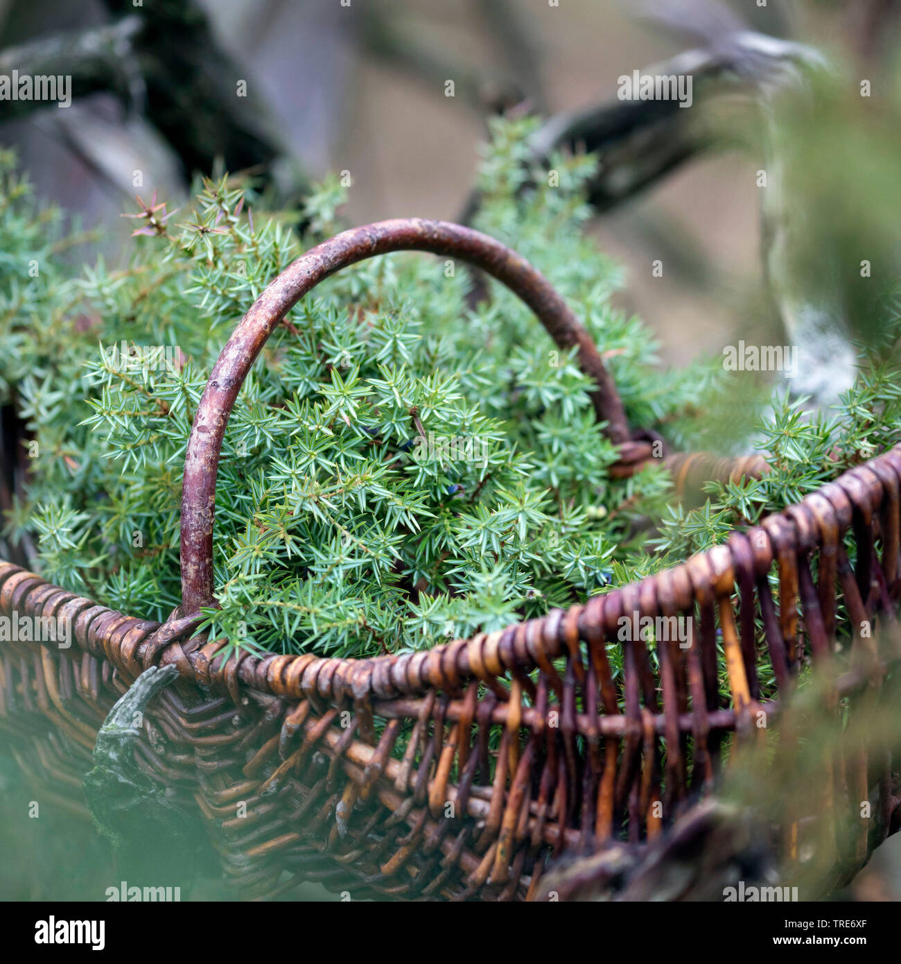 Common juniper, Ground juniper (Juniperus communis), collected branches