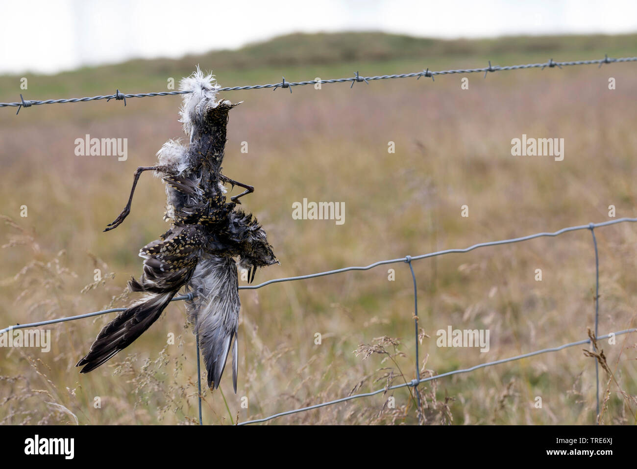 redwing (Turdus iliacus), Bird dies of barbed wire, Iceland Stock Photo