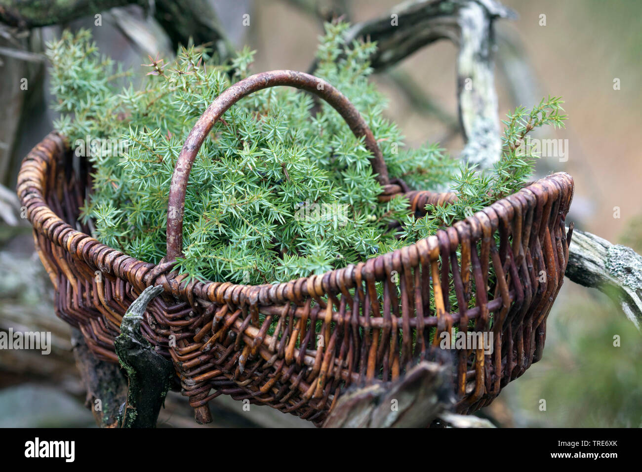 Common juniper, Ground juniper (Juniperus communis), collected branches