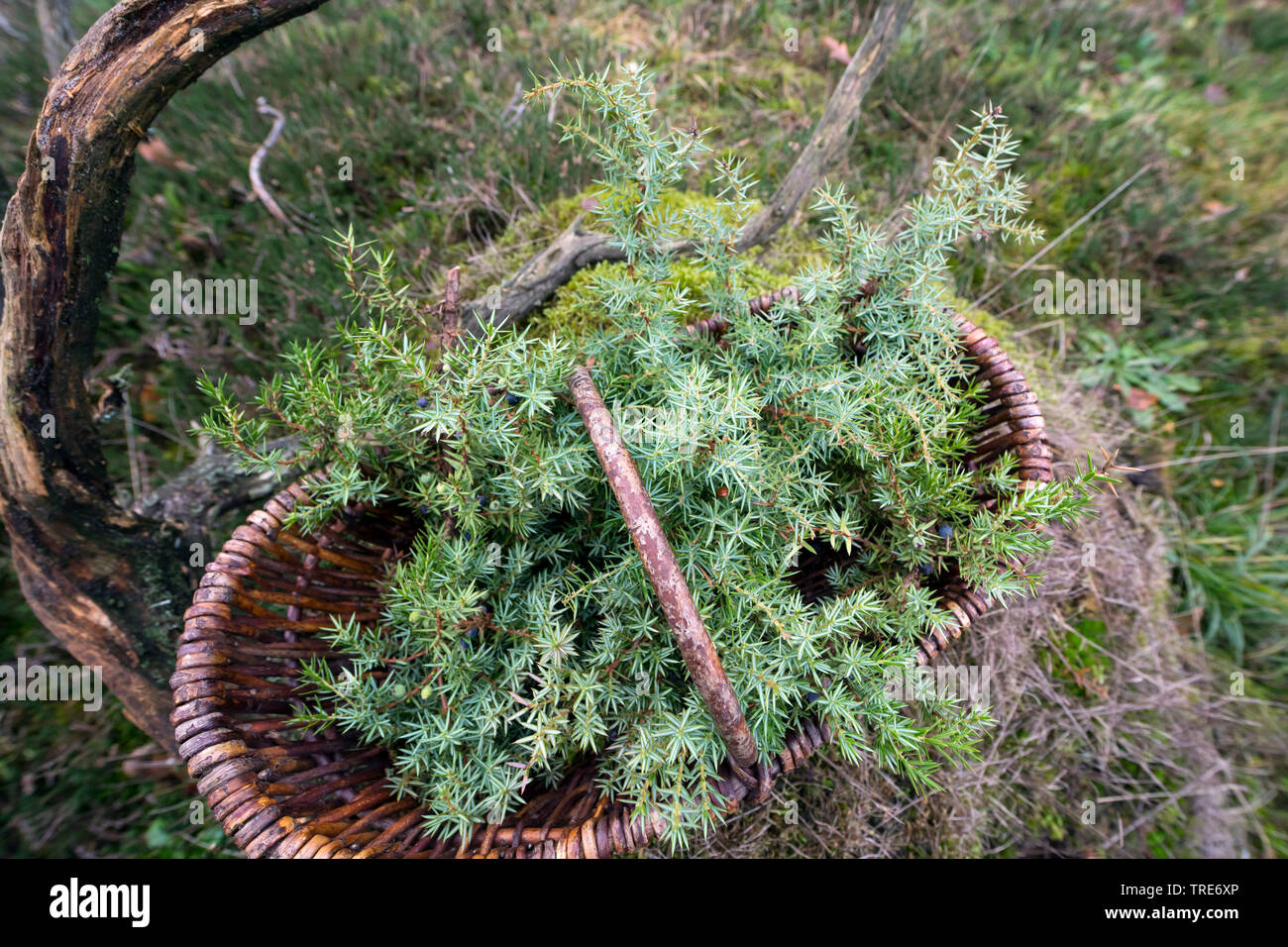 Common juniper, Ground juniper (Juniperus communis), collected branches