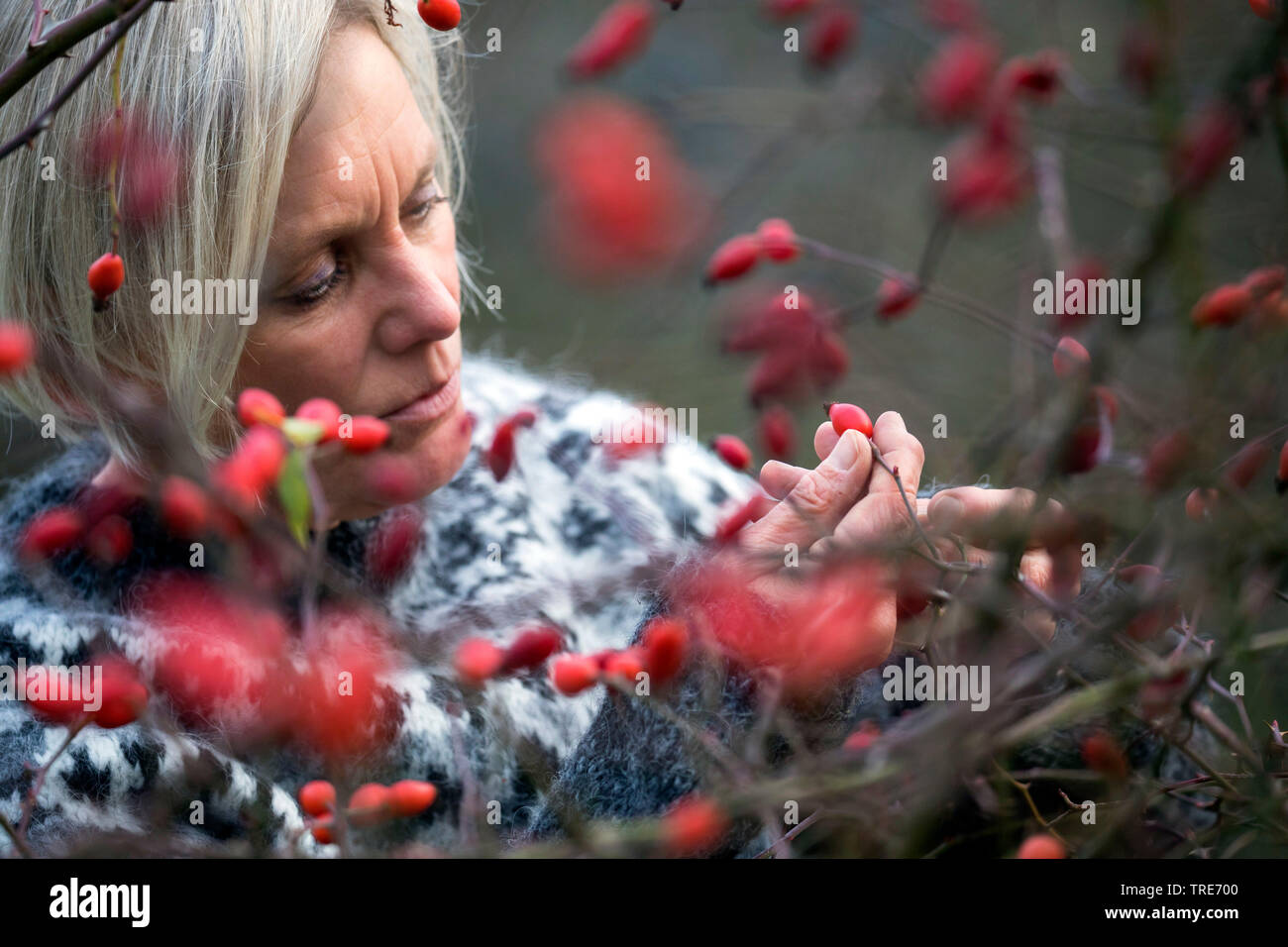 dog rose (Rosa canina), woman collecting rose-hips, Germany Stock Photo