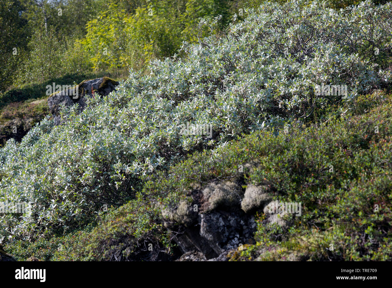 Woolly willow, Lanate willow (Salix lanata), Iceland Stock Photo