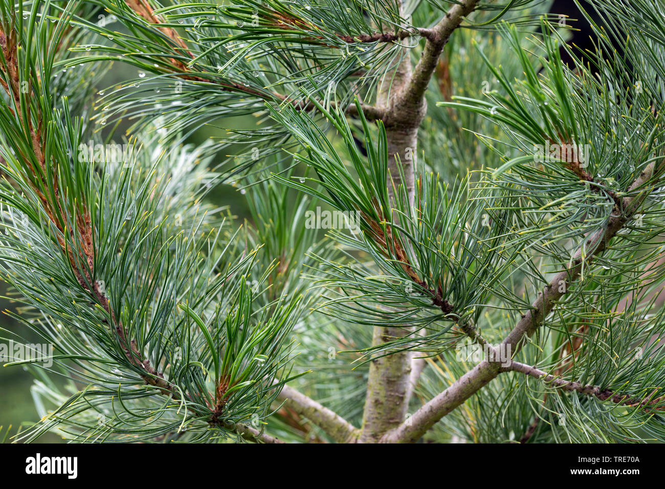 Swiss stone pine, arolla pine (Pinus cembra), branches, Germany Stock Photo