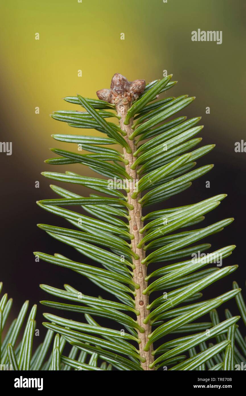 European silver fir (Abies alba), fir twig from below, Germany Stock Photo