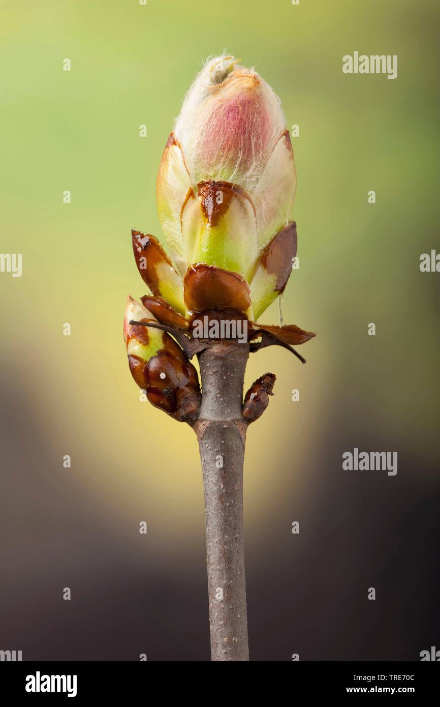 red horse chestnut, pink horse chestnut (Aesculus x carnea, Aesculus carnea), shootong bud Stock Photo