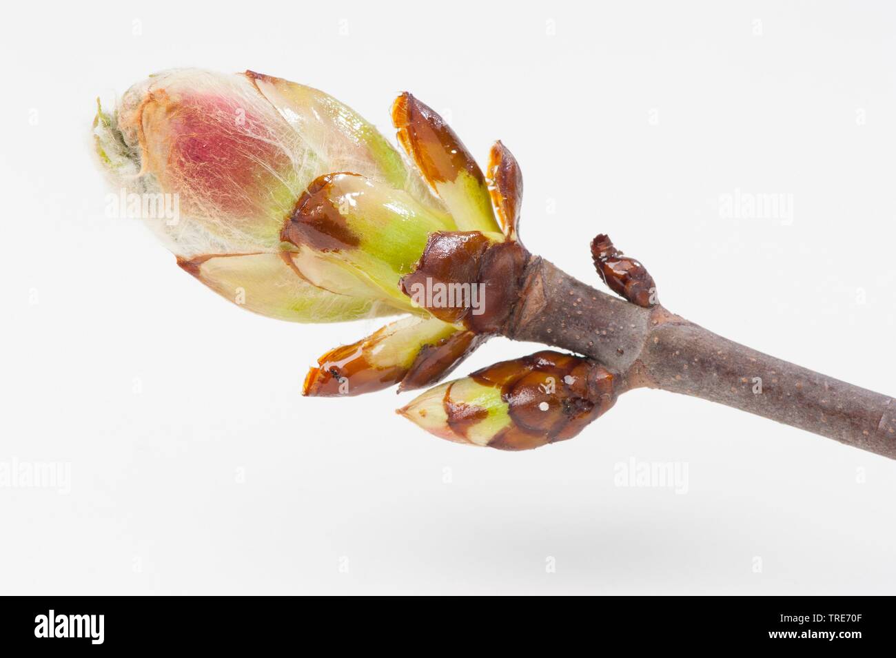 red horse chestnut, pink horse chestnut (Aesculus x carnea, Aesculus carnea), shootong bud Stock Photo