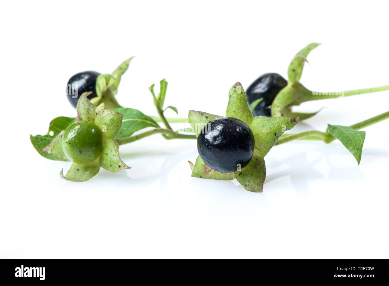deadly nightshade (Atropa bella-donna, Atropa belladonna), fruits, cutout, Germany Stock Photo