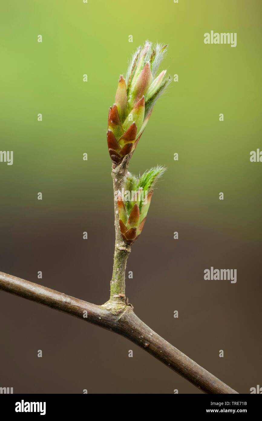 common hornbeam, European hornbeam (Carpinus betulus), breaking bud, Germany Stock Photo