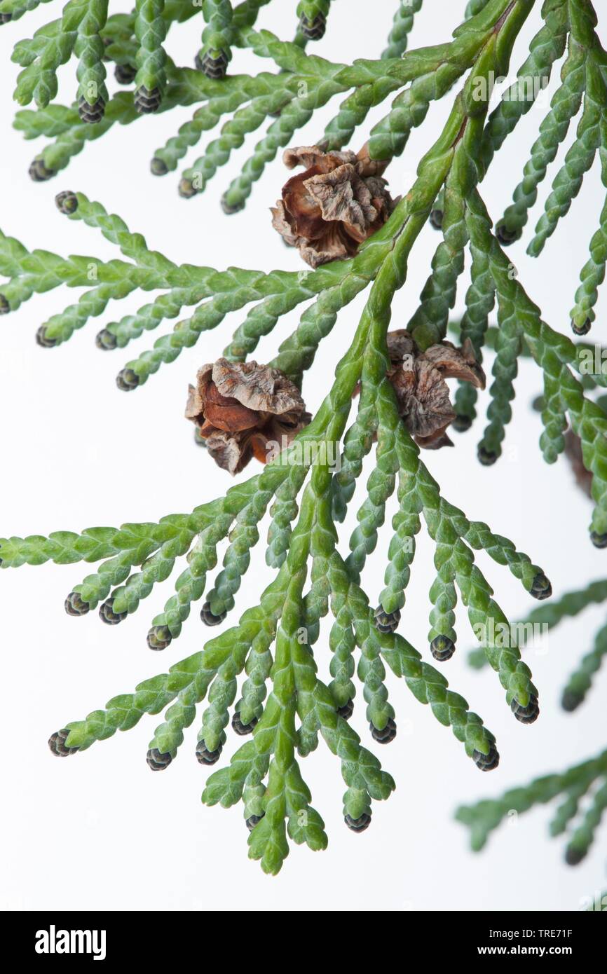 Japanese cypress, Hinoki cypress, Hinoki (Chamaecyparis obtusa), branch with cones and male flowers, cutout Stock Photo