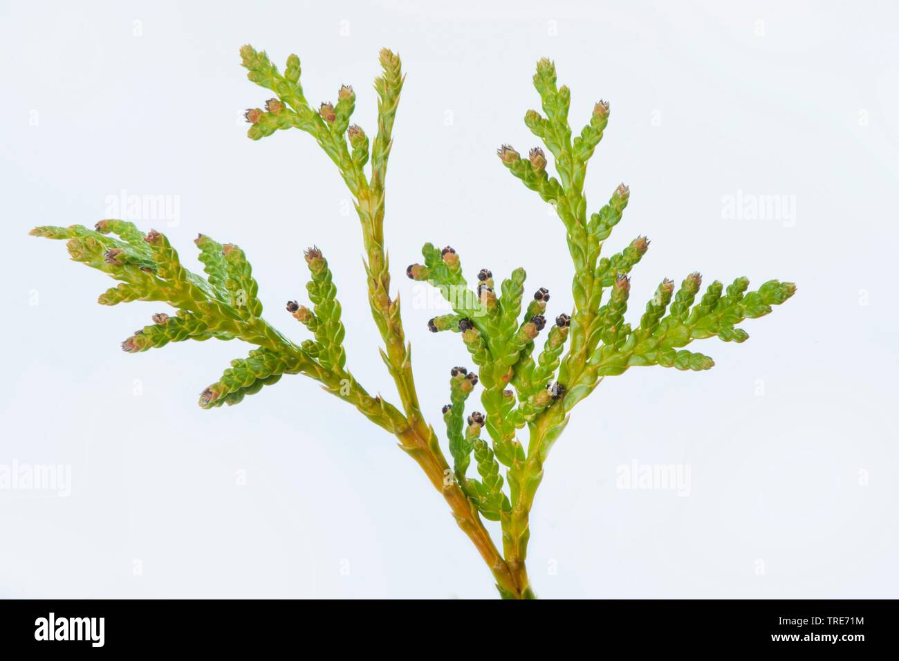 yellow cedar, eastern white cedar (Thuja occidentalis), branch with male flowers and blooming cones, cutout Stock Photo