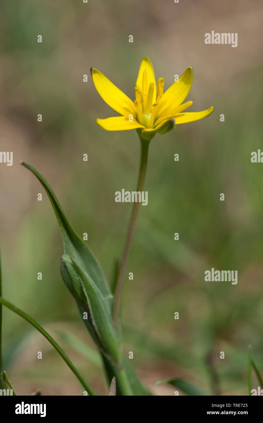 yellow star-of-bethlehem (Gagea lutea var. glauca), flowers, Germany Stock Photo