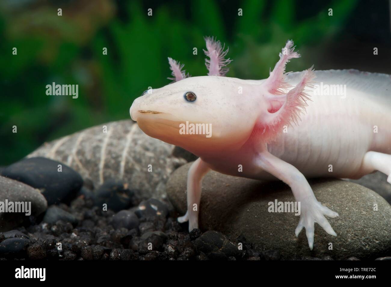 axolotl (Ambystoma mexicanum), portrait Stock Photo
