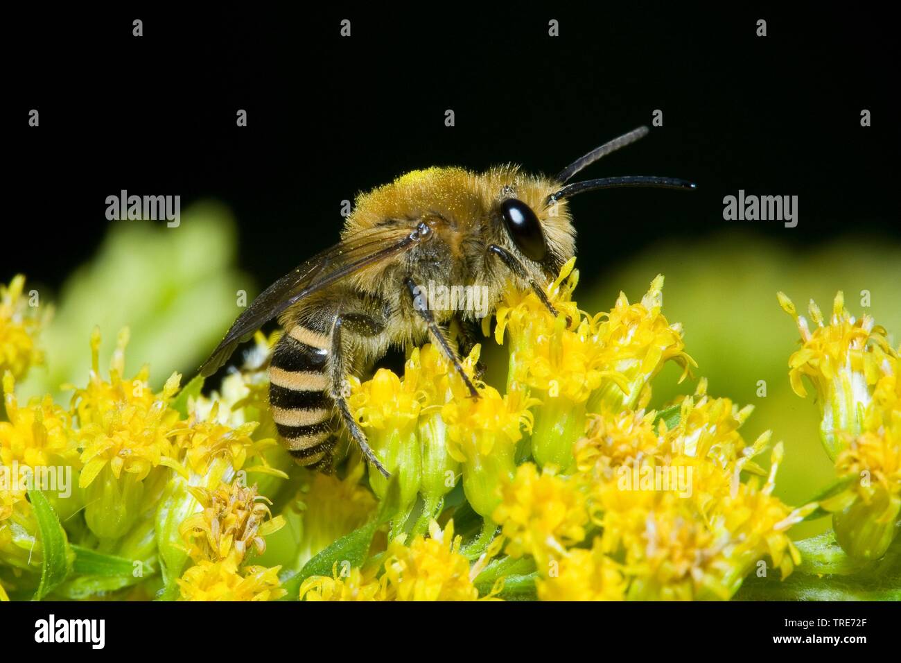 Ivy Bee (Colletes hederae), on yellow flowers, Germany Stock Photo