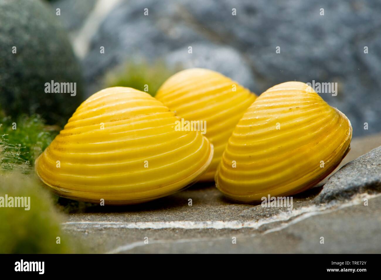 Yellow Clam (Corbicula javanicus), three Yellow Clams Stock Photo
