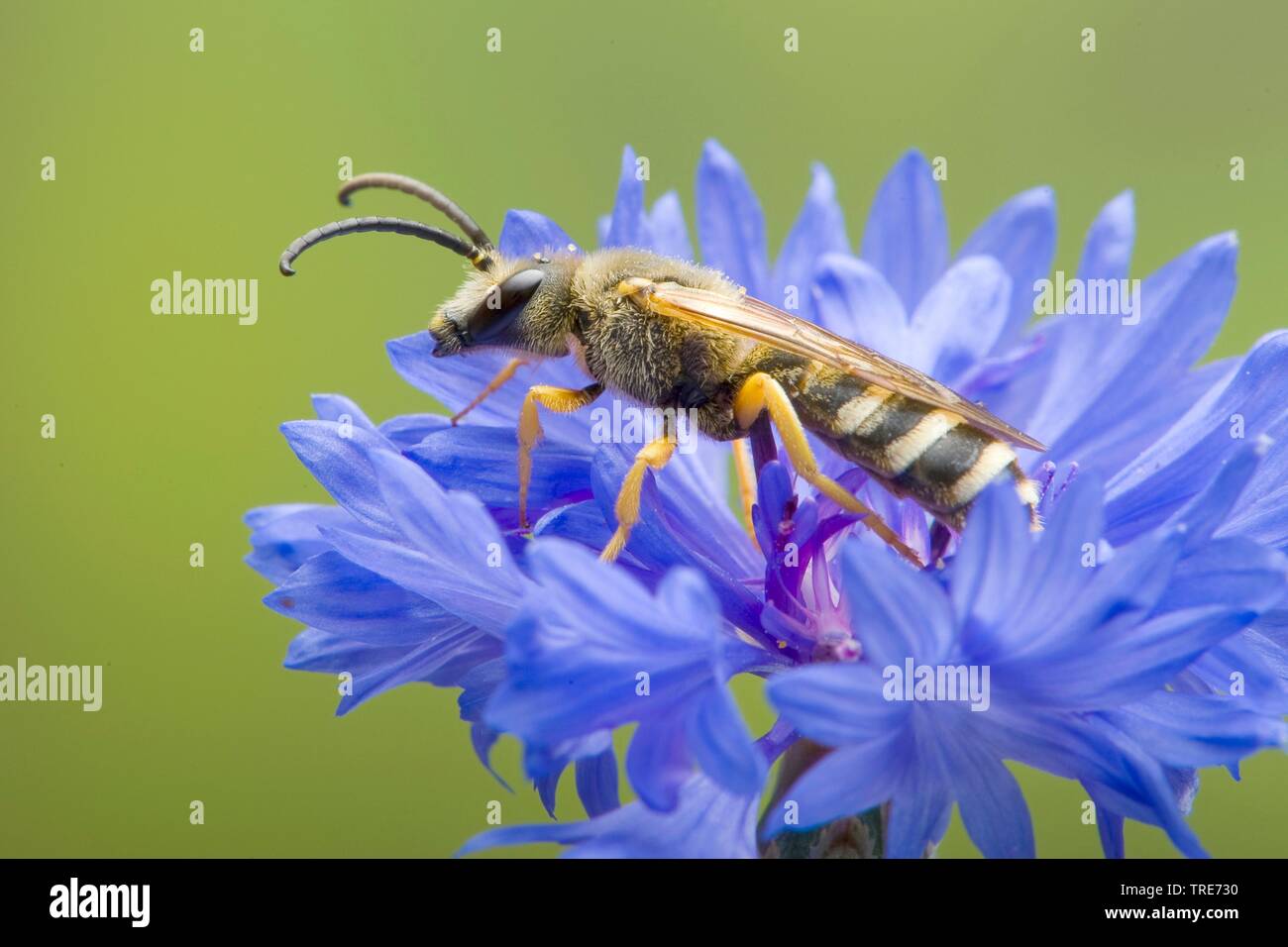 plasterer bees (Colletes spec.), on cornflower, Germany Stock Photo