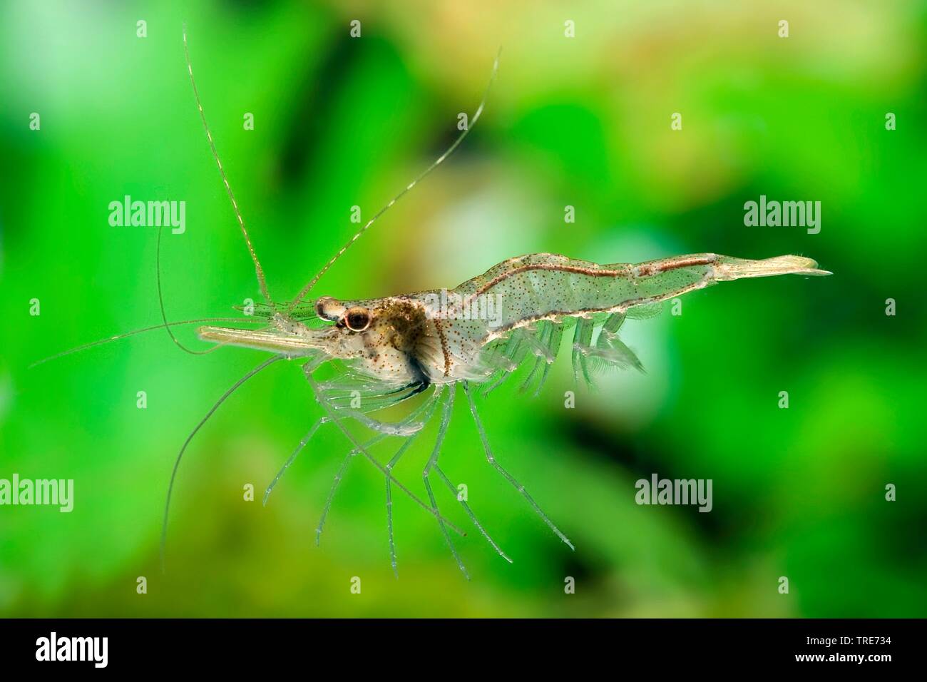 Guinean swamp shrimp (Desmocaris trispinosa), drifting in water Stock Photo