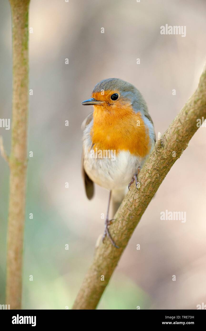 European robin (Erithacus rubecula), sitting on a branch, Germany Stock Photo