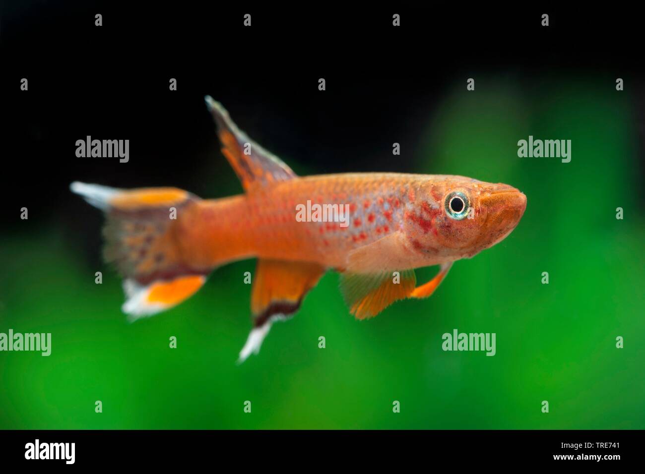 lyretail, Cape Lopez lyretail, lyretail panchax (Aphyosemion australe), side view Stock Photo