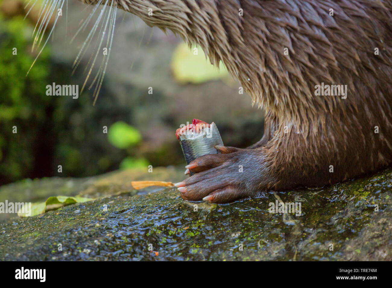 European river otter, European Otter, Eurasian Otter (Lutra lutra), bitten into fish holding between the pawns, Germany, Bavaria, Niederbayern, Lower Bavaria Stock Photo