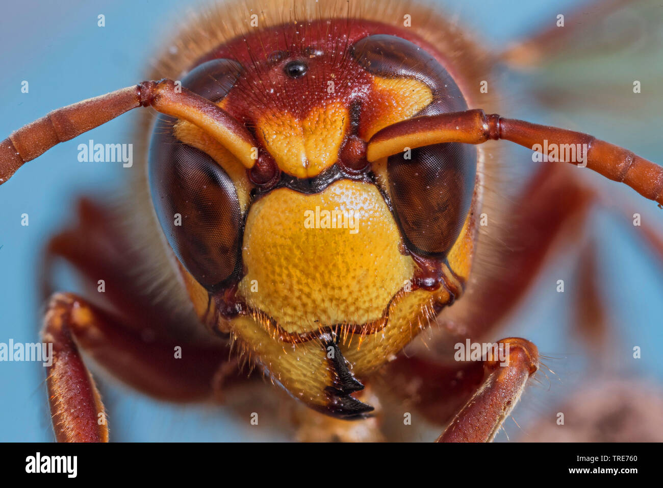 hornet, brown hornet, European hornet (Vespa crabro), portrait of a worker, closeup, Germany, Bavaria, Niederbayern, Lower Bavaria Stock Photo