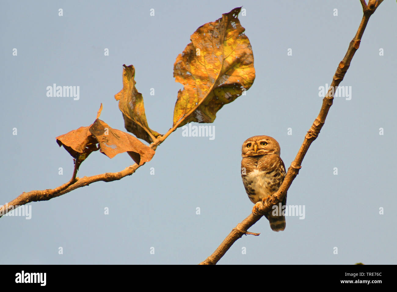 forest owl (Athene blewitti), a recently rediscovered Indian endemic species of bird and on the verge of extinction, India, Melghat Stock Photo