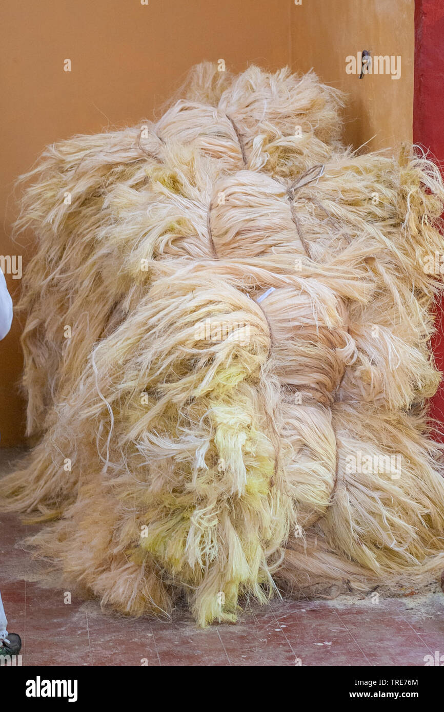 Agave fibers used for rope making, taken from Tecoh, in the Yucatan peninsula Stock Photo