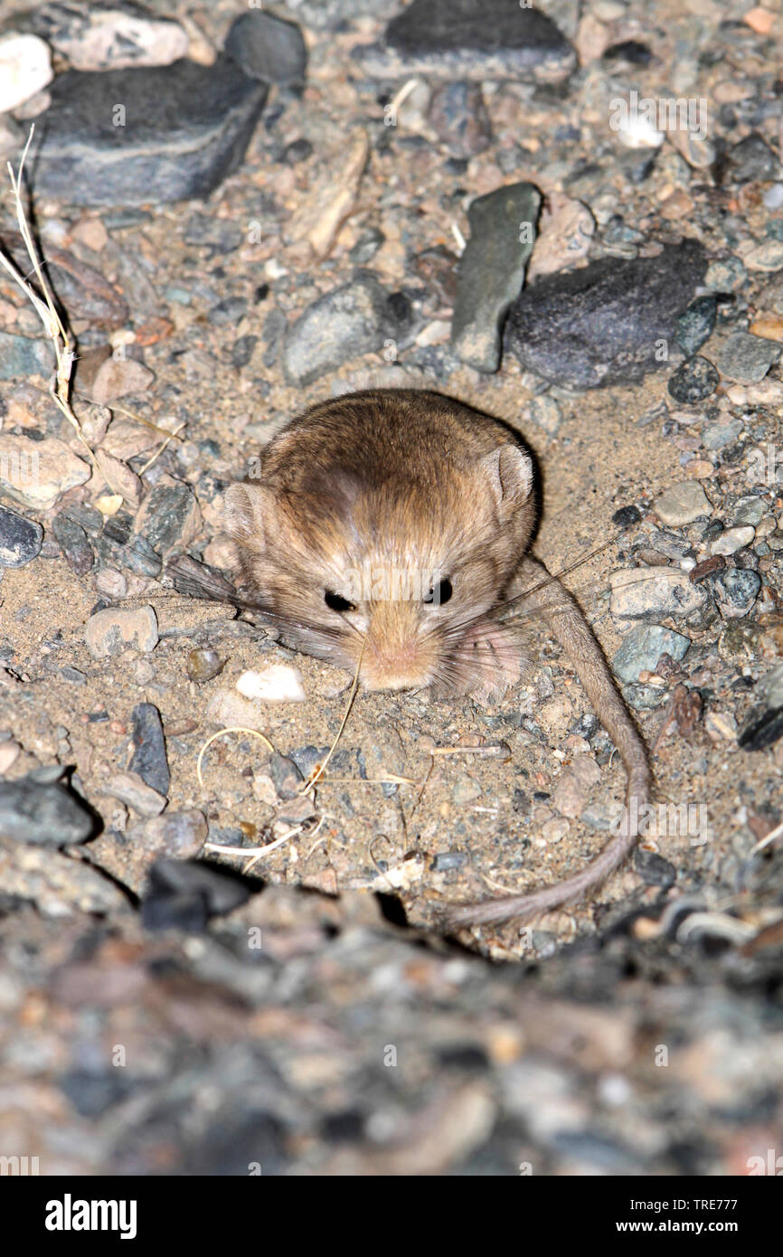 Kozlovs pygmy jerboa salpingotus kozlovi hires stock photography and
