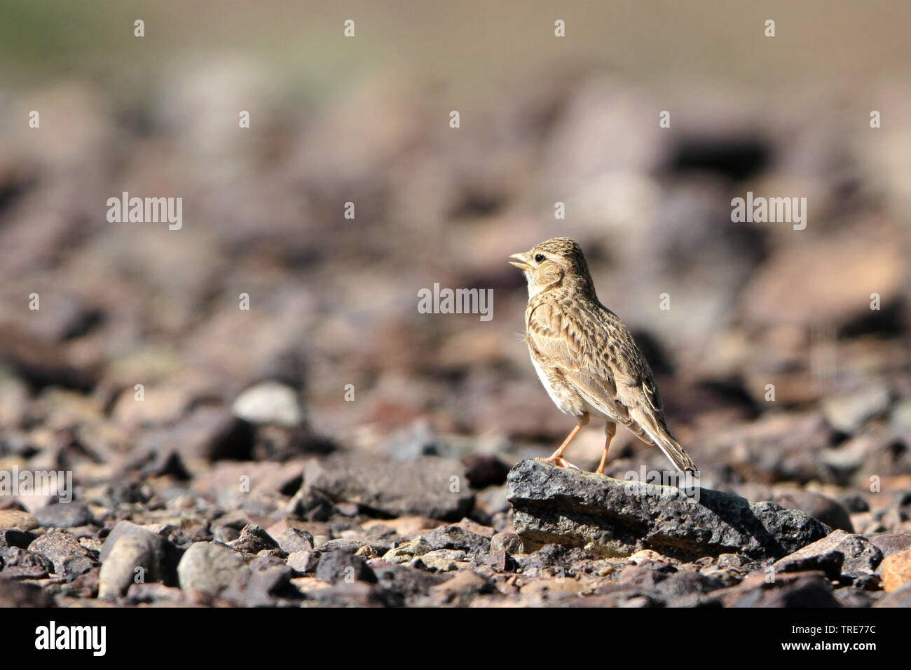 Asian Short-toed Lark, Alaudala cheleensis (Alaudala cheleensis ...