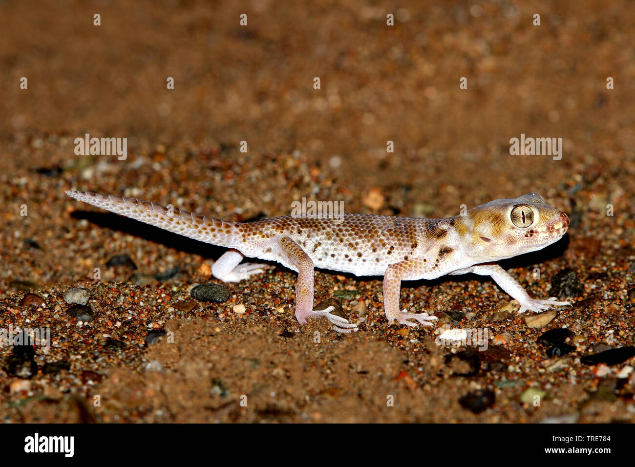 Plate-tailed Gecko, Przewalski's wonder Gecko (Teratoscincus przewalskii), on desert sand, Mongolia, Gobi Stock Photo