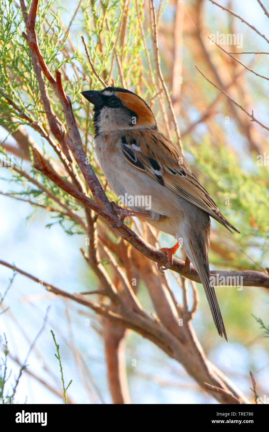 saxaul sparrow (Passer ammodendri), male perched in a shrub, Mongolia, Gobi Stock Photo