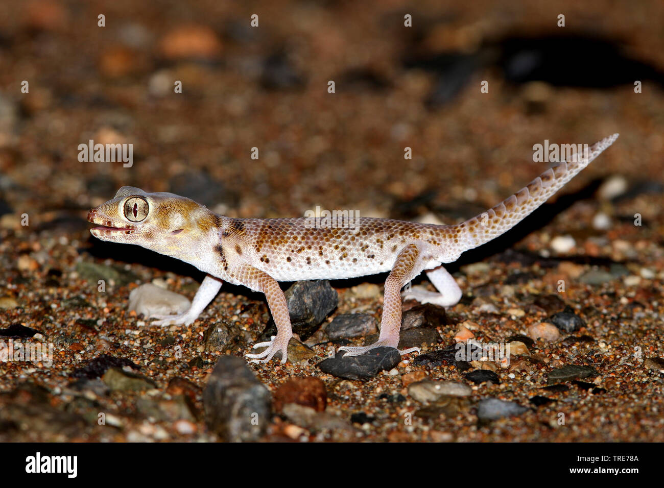 Plate-tailed Gecko, Przewalski's wonder Gecko (Teratoscincus przewalskii), on desert sand, Mongolia, Gobi Stock Photo