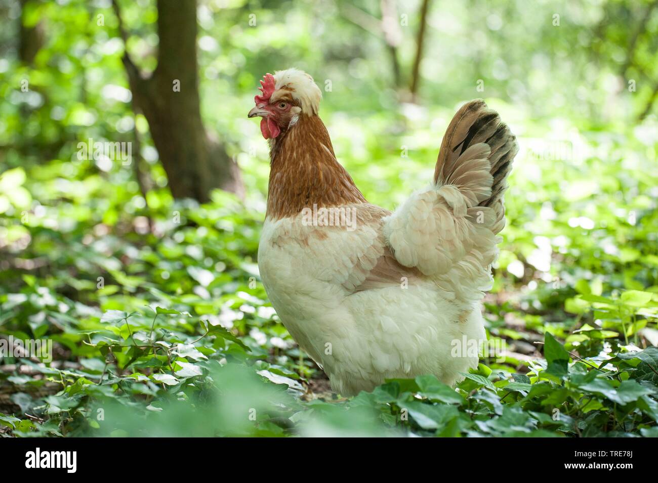 Sulmtaler (Gallus gallus f. domestica), hen free range, Germany Stock Photo