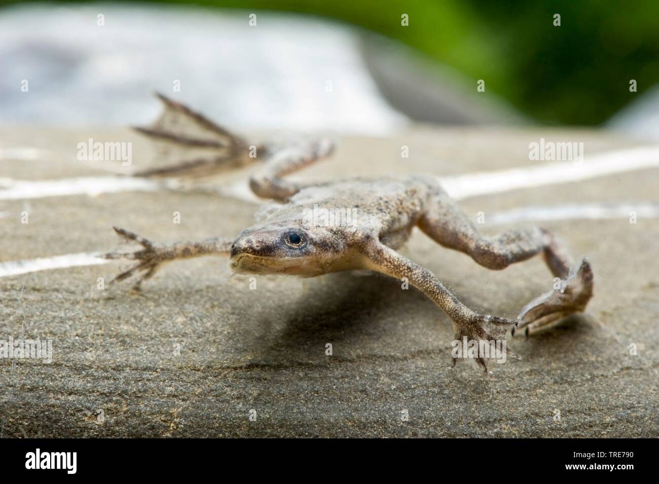 African dwarf frog, dwarf clawed frog (Hymenochirus boettgeri), swimming Stock Photo