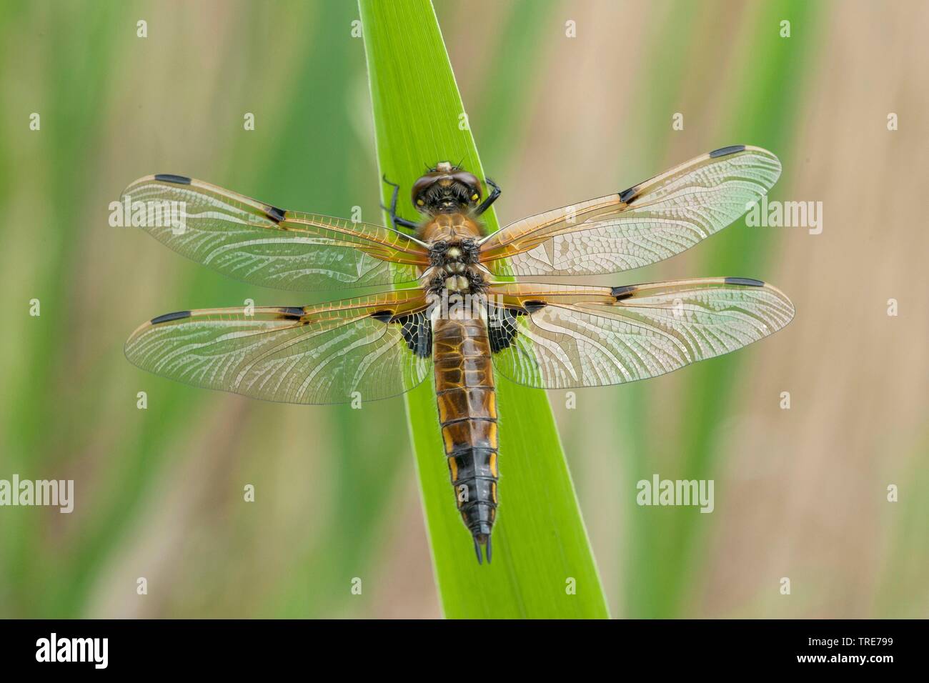 four-spotted libellula, four-spotted chaser, four spot (Libellula quadrimaculata), sits on a leaf, Germany Stock Photo