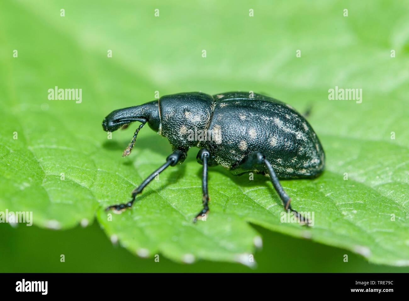 Weevil (Liparus germanus), sits on a leaf, Germany Stock Photo