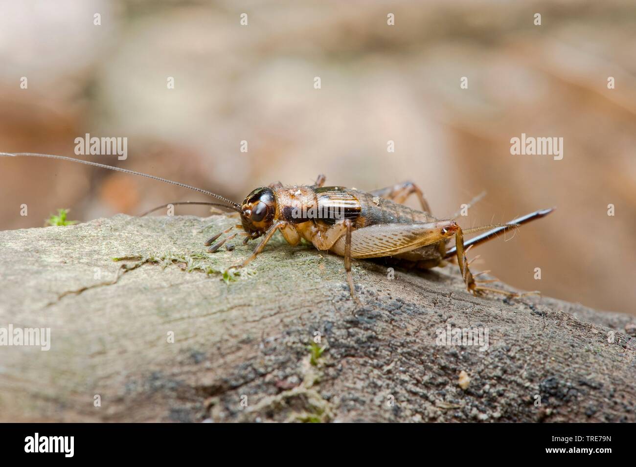 wood cricket (Nemobius sylvestris), female, Germany Stock Photo
