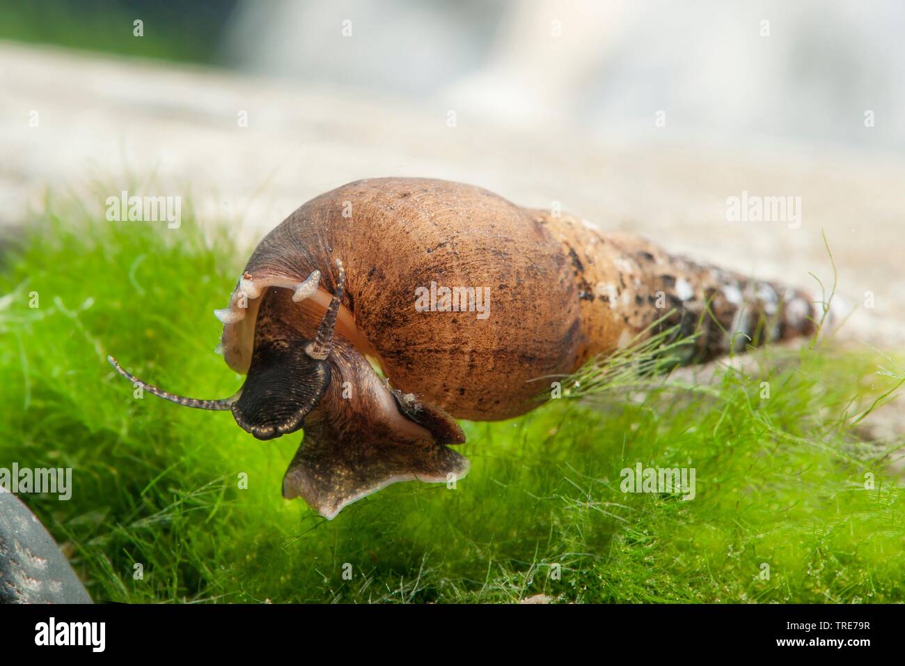6 Malaysian Trumpet Snails (Melanoides Tuberculata) – Freshwater Aquarium, Beginner-Friendly + GIFT