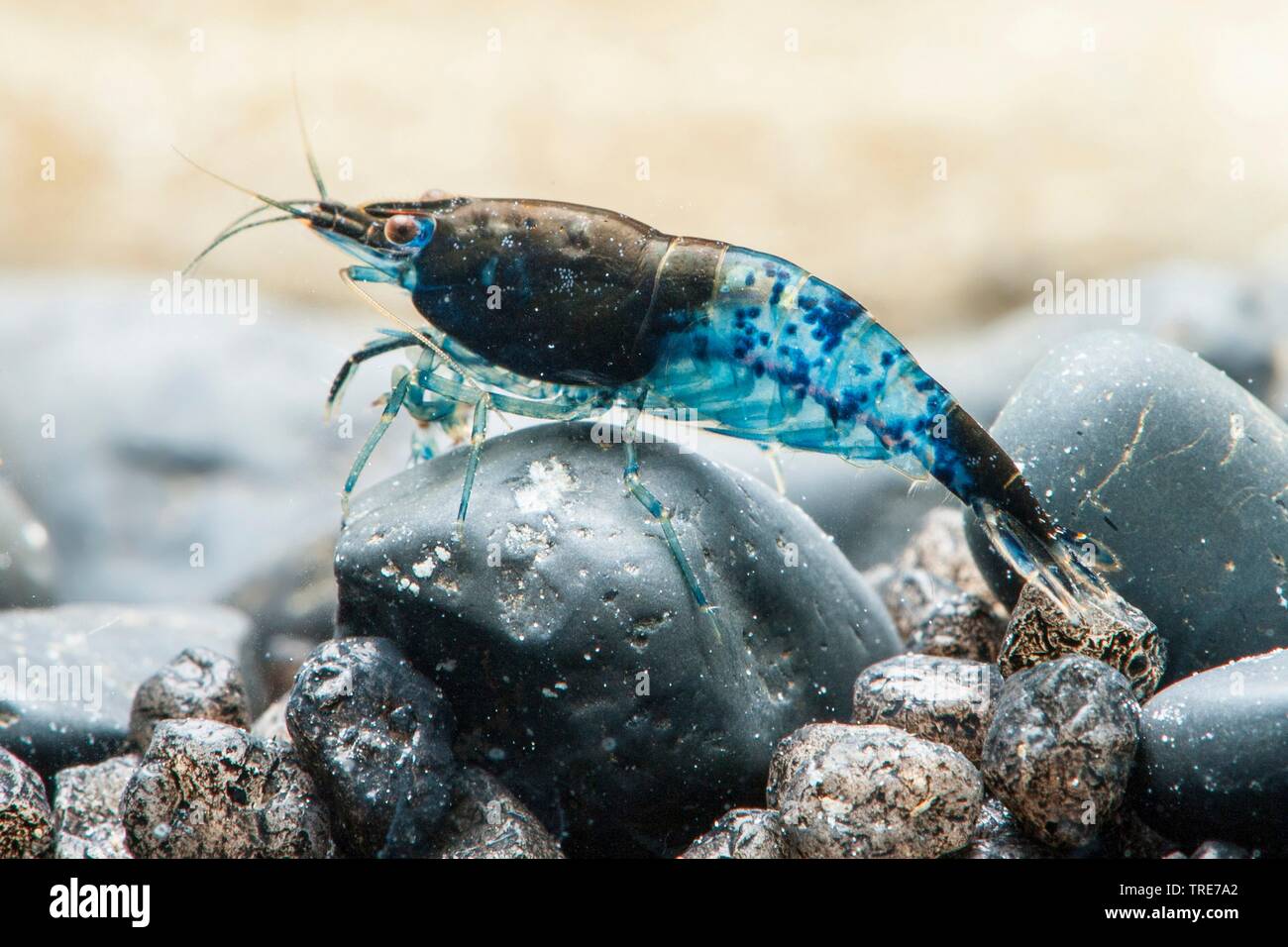 Rili Blue Shrimp (Neocaridina davidi, Neocaridina heteropoda), breed Rili Blue Stock Photo