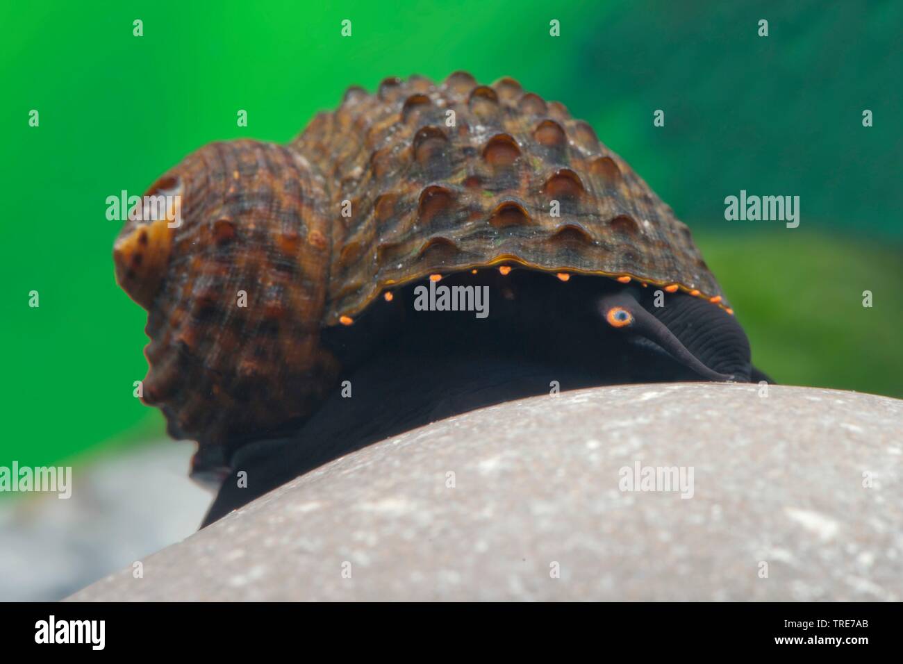Bella Snail (Paludomus spec), in aquarium Stock Photo