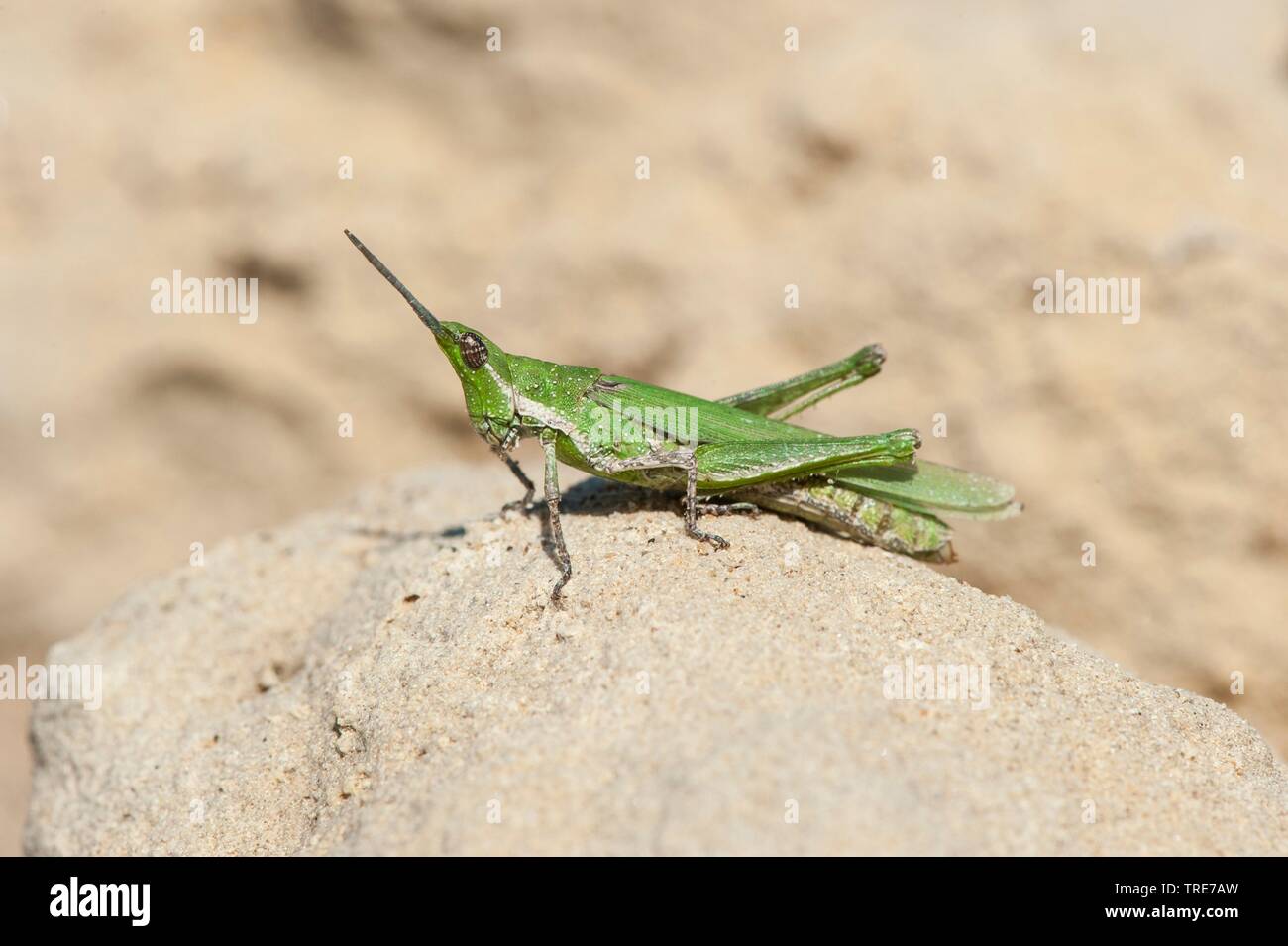 gaudy grasshoppers (Pyrgomorpha conica), sits on a stone Stock Photo