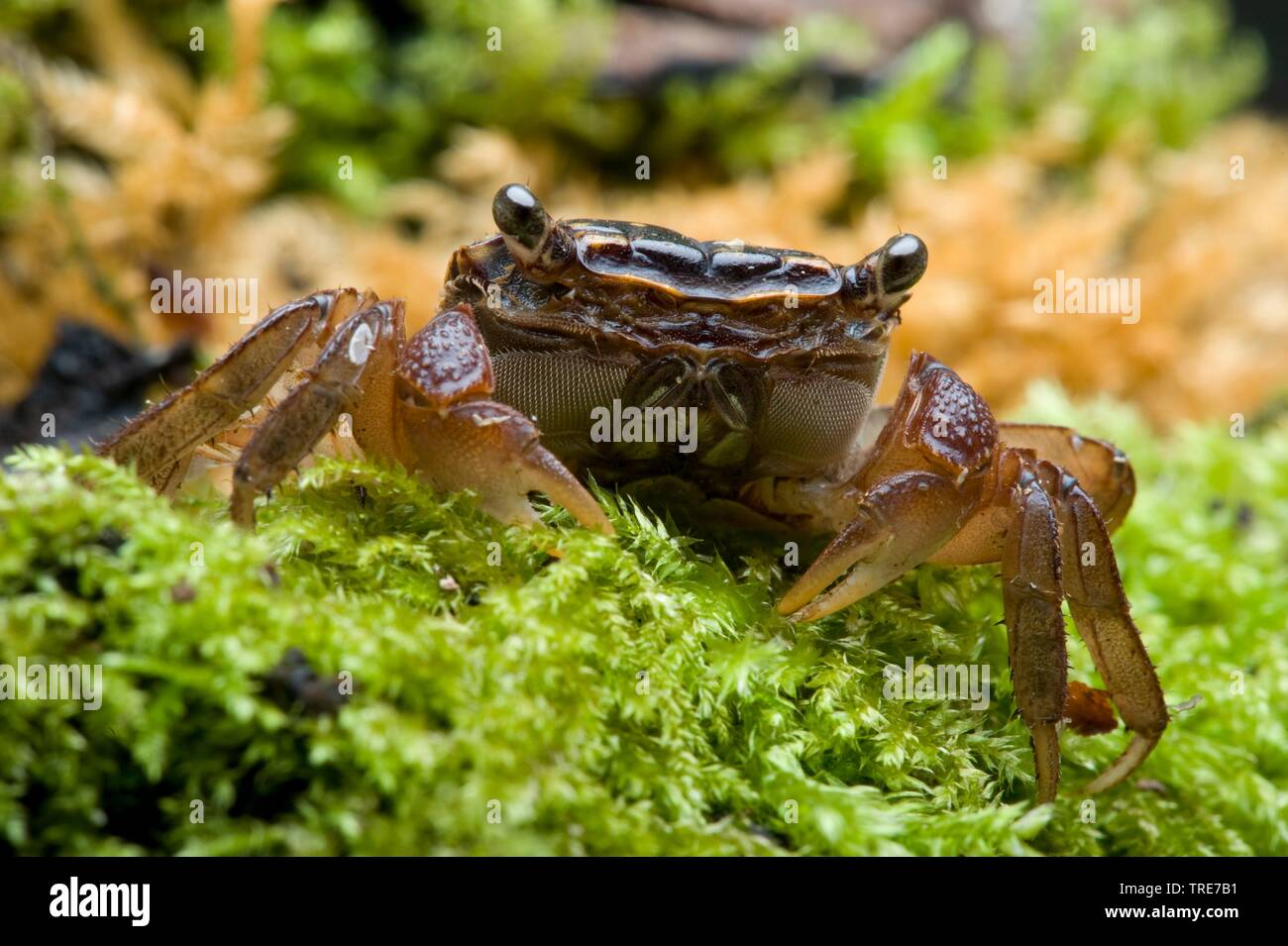 Red Claw Crab, Rainbow Crab, Red Mangrove Crab, Red Thai Crab (Pseudosesarma moeshi), looks into camera Stock Photo