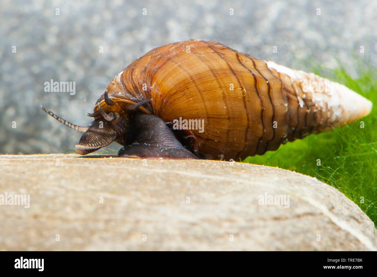 Red Foot (Tarebia lineata), in aquarium Stock Photo