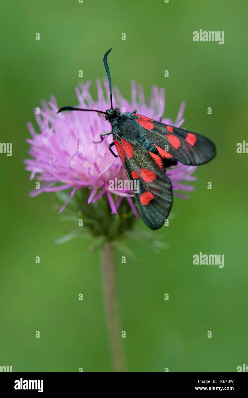 narrow-bordered five-spot burnet (Zygaena lonicerae), sits on a flower, Germany Stock Photo