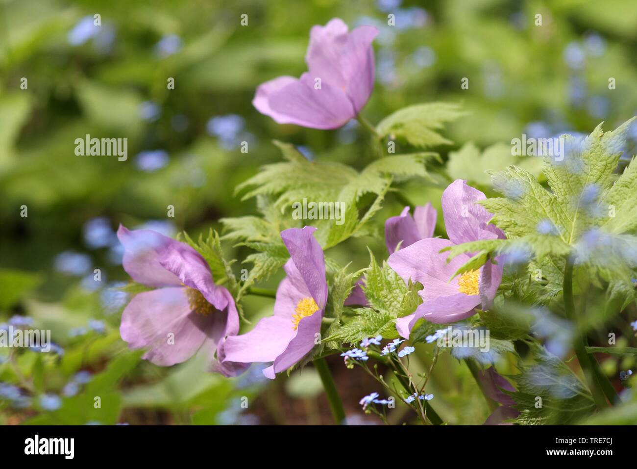 Japanese Wood Poppy (Glaucidium palmatum), blooming Stock Photo Alamy
