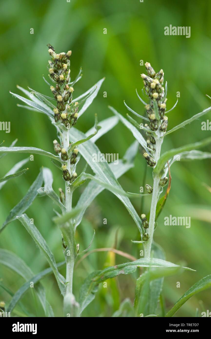 Highland Cudweed (Gnaphalium norvegicum), blooming, Switzerland, Furkapass Stock Photo