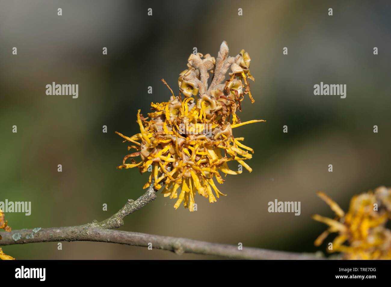 Chinese witch hazel (Hamamelis mollis), blooming Stock Photo
