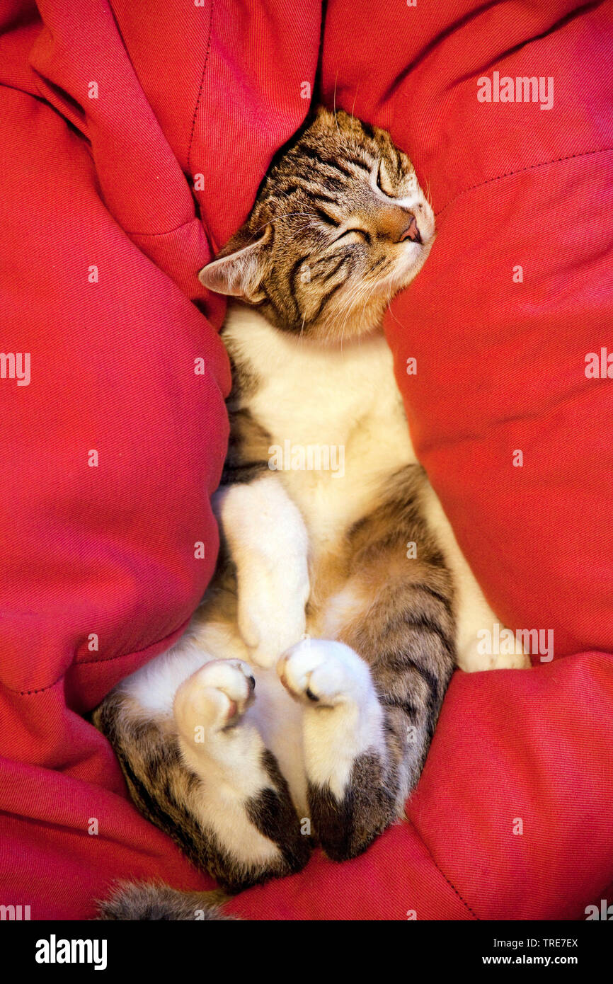 domestic cat, house cat (Felis silvestris f. catus), relaxing and