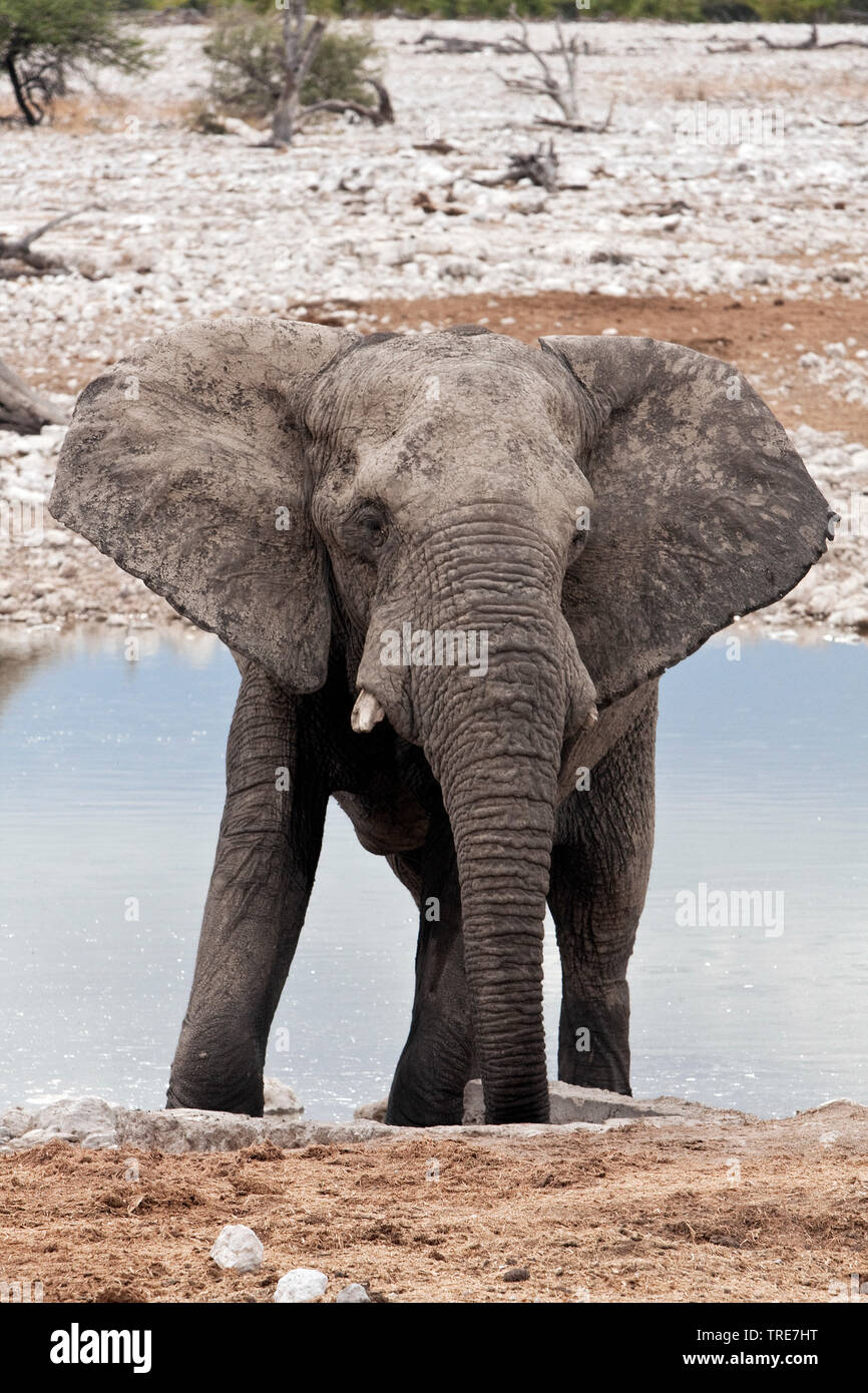 African elephant (Loxodonta africana), at waterhole, Namibia, Etosha National Park Stock Photo