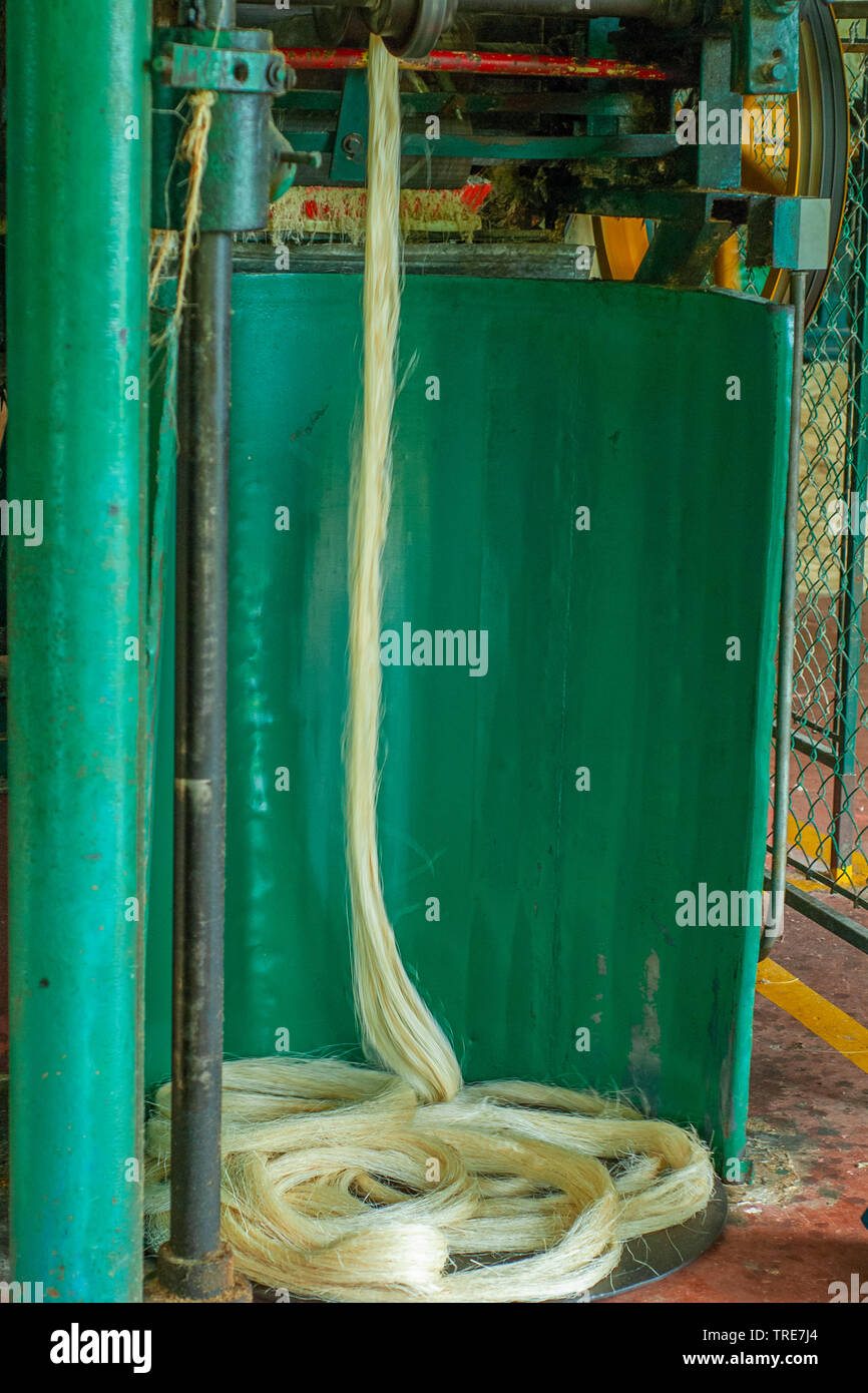 Agave plant fiber spinning, for the construction of a rope, taken at